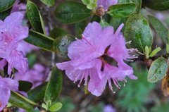 Rhododendronslekta (Rhododendron)