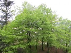 Bøk (Fagus sylvatica)