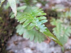 Sisselrot (Polypodium vulgare)