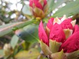 Rhododendronslekta (Rhododendron)