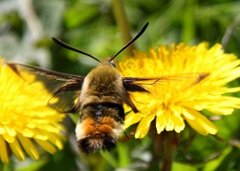 Smalkantet humlesvermer (Hemaris tityus)