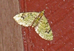 Kronemåler (Chloroclystis v-ata)