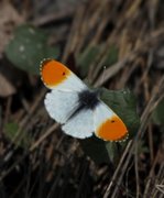 Aurorasommerfugl (Anthocharis cardamines)