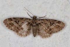 Strekdvergmåler (Eupithecia exiguata)