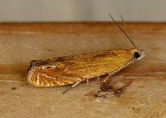 Perikumvikler (Lathronympha strigana)