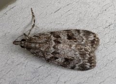 Junimosemott (Scoparia ambigualis)