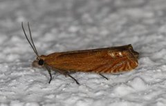 Perikumvikler (Lathronympha strigana)