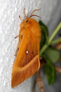 Eikespinner (Lasiocampa quercus)