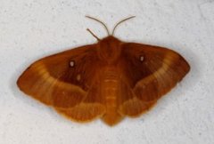 Eikespinner (Lasiocampa quercus)