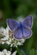 Engblåvinge (Cyaniris semiargus)