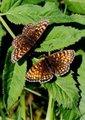 Mørk rutevinge (Melitaea diamina)