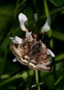 Brunt slåttefly (Euclidia glyphica)