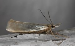 Sølvnebbmott (Crambus perlella)