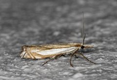 Beitenebbmott (Crambus pascuella)