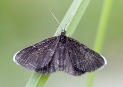 Sotmåler (Odezia atrata)