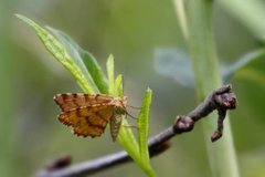 Brun buemåler (Macaria brunneata)