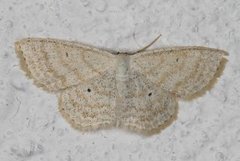 Punktengmåler (Idaea sylvestraria)