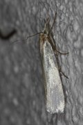 Sølvnebbmott (Crambus perlella)