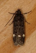 Neofriseria peliella