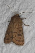 Lyst ringurtefly (Hoplodrina octogenaria)