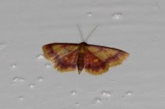 Purpurengmåler (Idaea muricata)