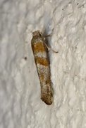 Cedestis gysseleniella