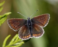 Sankthansblåvinge (Aricia artaxerxes)