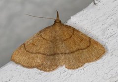 Gulbrunt viftefly (Paracolax tristalis)