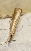 Blek nebbmott (Agriphila straminella)