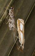 Treflekket nebbmott (Catoptria permutatellus)