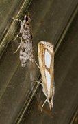 Treflekket nebbmott (Catoptria permutatella)