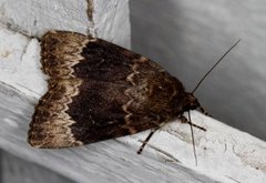 Tofarget pyramidefly (Amphipyra perflua)