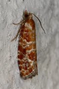 Praktfuruskuddvikler (Rhyacionia pinicolana)