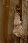 Løvetannprydvikler (Celypha striana)