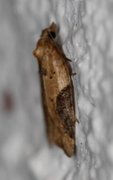 Buskflatvikler (Acleris laterana)