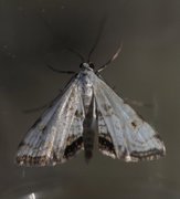 Andematdammott (Cataclysta lemnata)