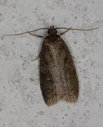 Agonopterix conterminella