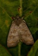 Osperingfly (Ipimorpha subtusa)