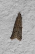 Humlebolsmalmott (Vitula serratilineella)