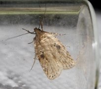 Agonopterix arenella