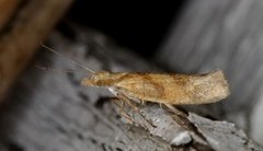 Ypsolopha sylvella