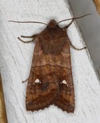 Bølgefly (Eupsilia transversa)