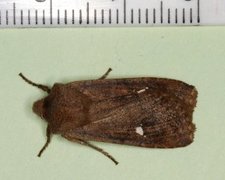 Bølgefly (Eupsilia transversa)