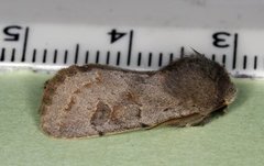 Plettseljefly (Orthosia populeti)