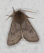 Plettseljefly (Orthosia populeti)