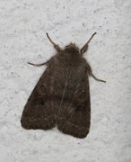 Plettseljefly (Orthosia populeti)