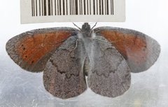 Fjellringvinge (Erebia pandrose)