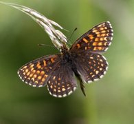 Mørk rutevinge (Melitaea diamina)