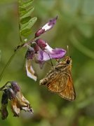 Engsmyger (Ochlodes sylvanus)