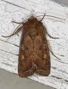 Hagelundfly (Lacanobia oleracea)